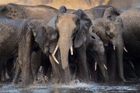 9 - AU BAIN - VEKEMANS MURIEL - belgium <div : 2015, Kwando river, Mazambala ladge, Namibie, elephant, mammifere